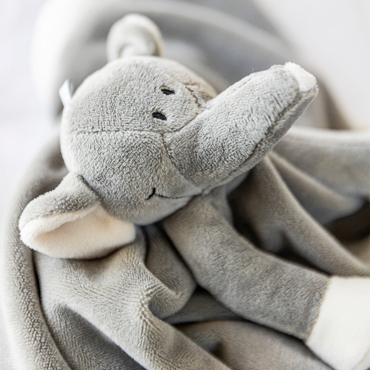 Diinglisar Nusseklud Elefant, Grå