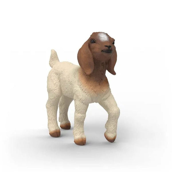 Boer Gedekid