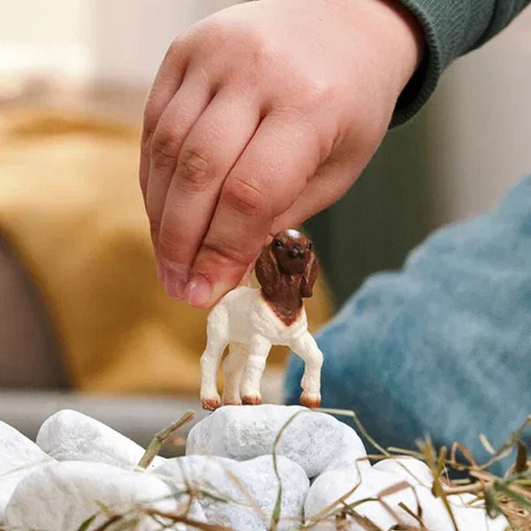 Boer Gedekid