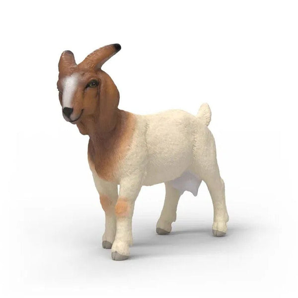 Boer Ged