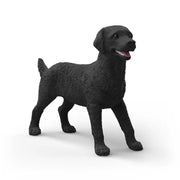 Hun Labrador Retriever i Sort