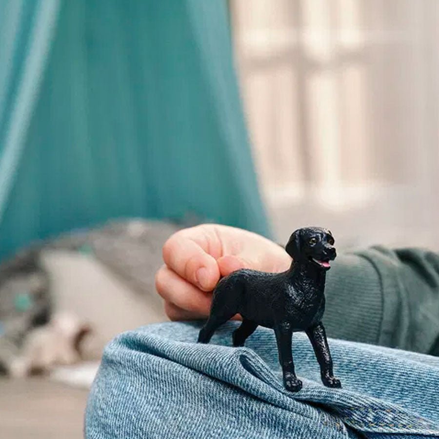 Hun Labrador Retriever i Sort